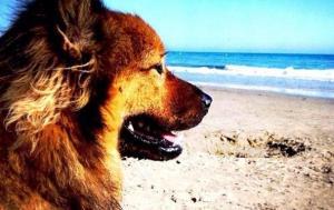 Strände für Hunde auf Sardinien: