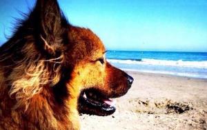 Dog beaches in Sardinia